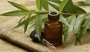 óleo de melaleuca para candidiase